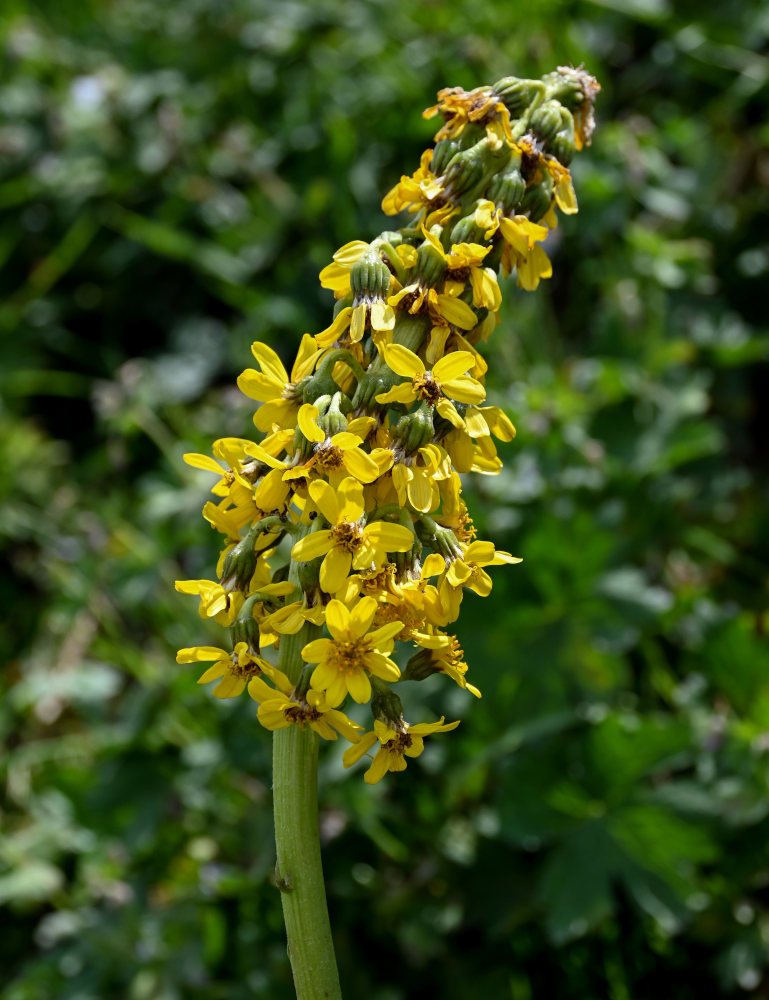 Image of Ligularia alpigena specimen.