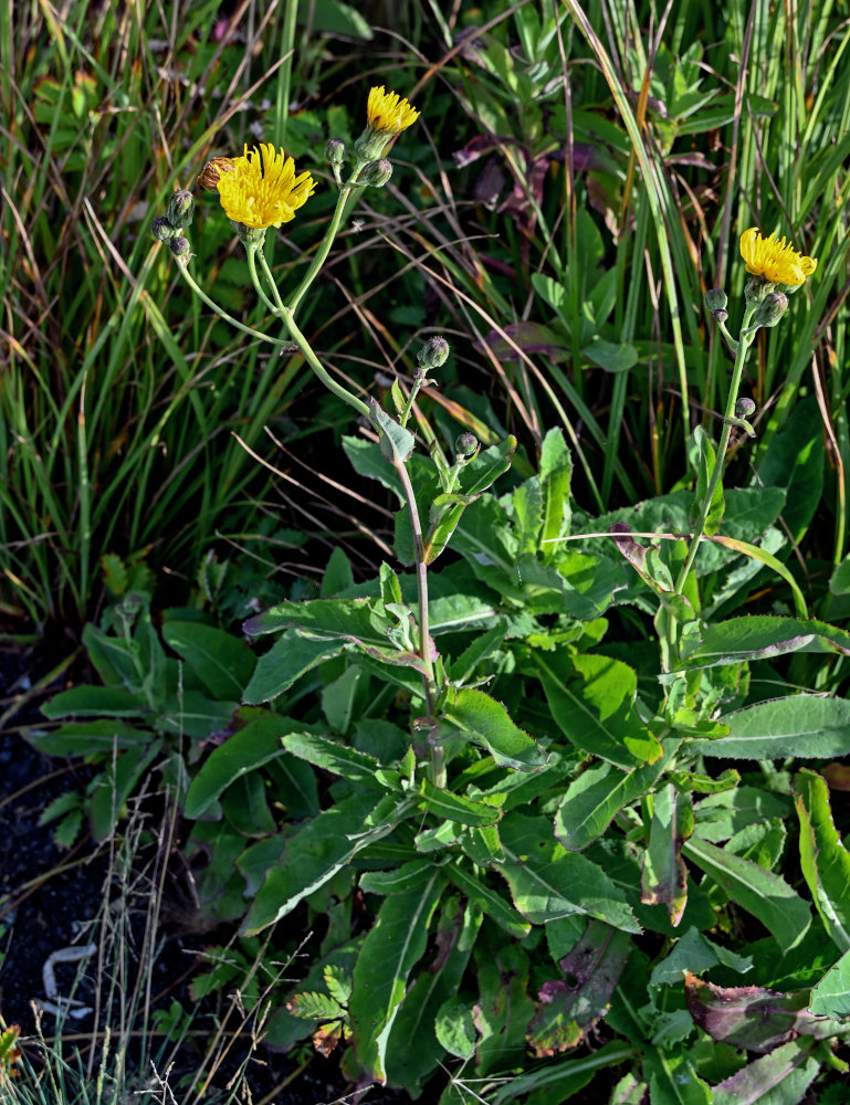 Изображение особи Sonchus arvensis.