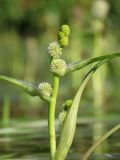 Sparganium × longifolium. Верхушка соцветия в начале цветения. Ленинградская обл., Всеволожский р-н, окр. дер. Юкки, юго-вост. берег оз. Тохколодское; Sparganietum в литоральной зоне — популяция гибрида-полусироты с меньшим участием Sparganium gramineum, в 10 м от уреза воды, песчано-торфянистое дно на глубине около 100 см. 12 августа 2022 г.