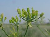 Sphallerocarpus gracilis. Частное соцветие - зонтичек. Хакасия, Ширинский р-н, с. Ефремкино, пустырь. 28.07.2012.