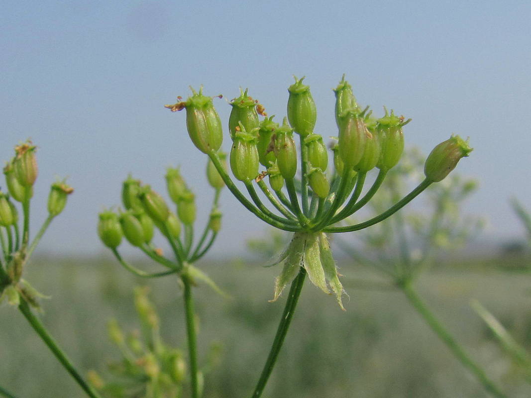 Изображение особи Sphallerocarpus gracilis.