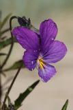 Viola maritima. Цветок (крупинки - скорее всего пыльца Pinus sylvestris). Ленинградская обл., Кингисеппский р-н, окр. дер. Выбье, экологическая тропа; берег Финского зал. западнее устья р. Выбья, частично закреплённые пески между песчаным береговым валом и древними дюнами. 28.05.2023.