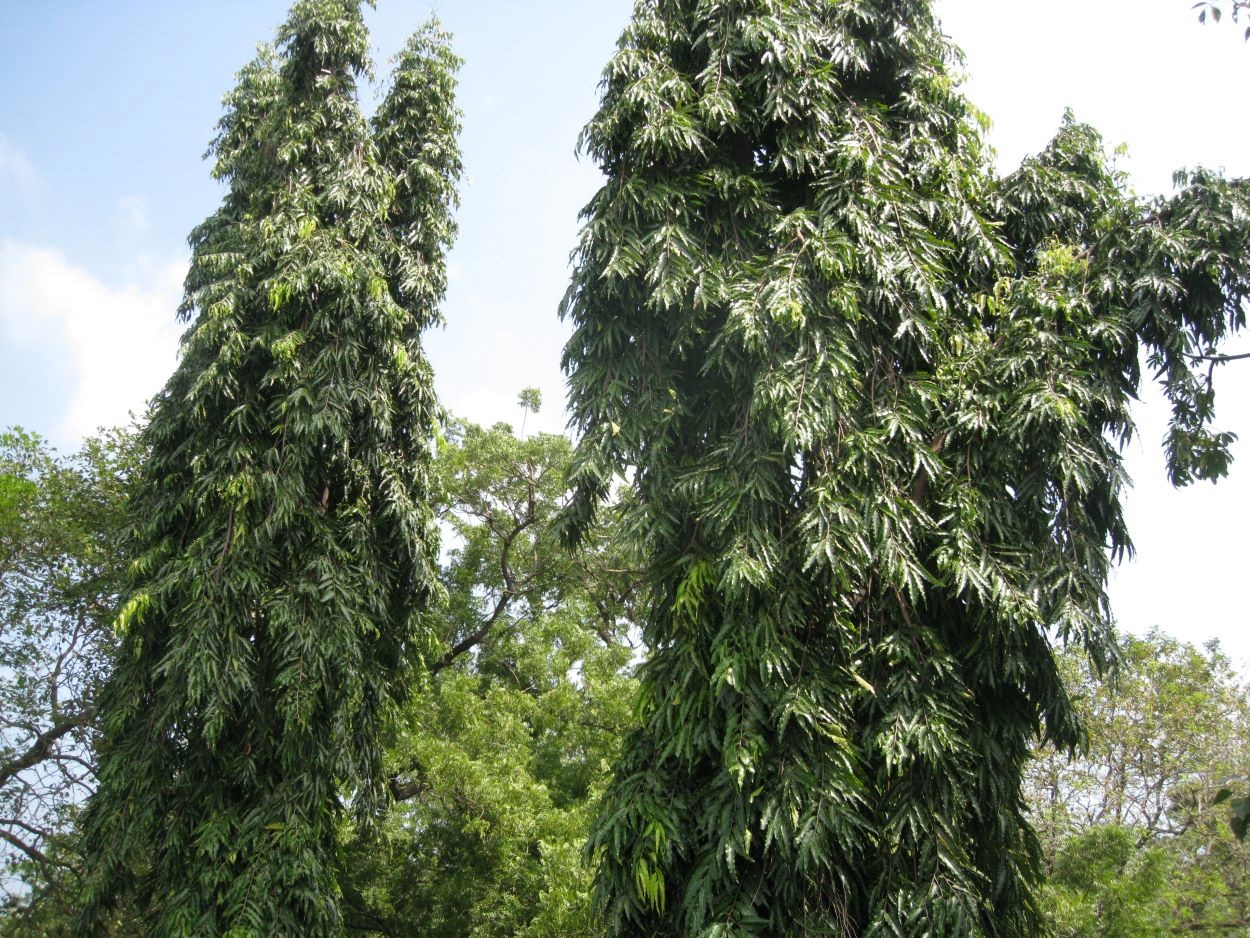 Image of Polyalthia longifolia specimen.