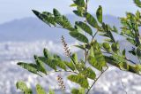 familia Fabaceae. Побеги с развивающимися соцветиями. Вьетнам, провинция Кханьхоа, г. Нячанг, гора Co Tien (Angel Mountain), склон с травяно-кустарниковой растительностью. 08.09.2023.