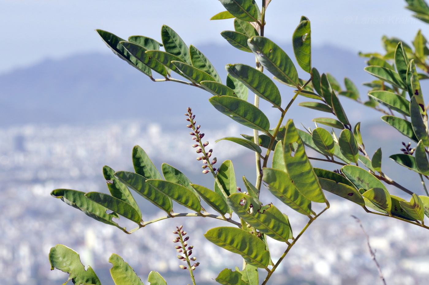 Image of familia Fabaceae specimen.