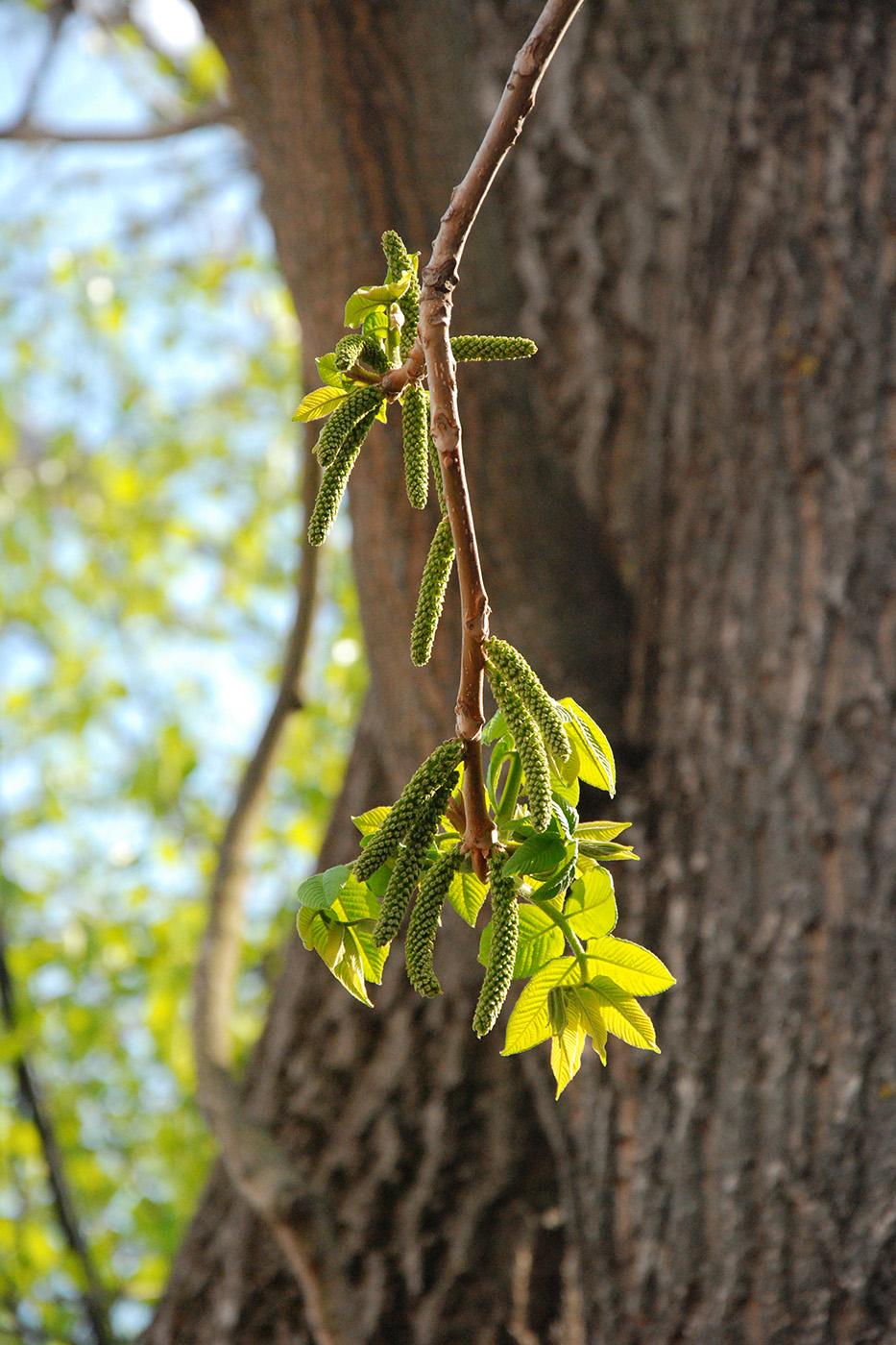 Изображение особи Juglans mandshurica.