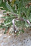 Arctotis hybrida. Верхушка побега с развивающимся соцветием. Израиль, г. Яффо, в культуре. 16.03.2024.