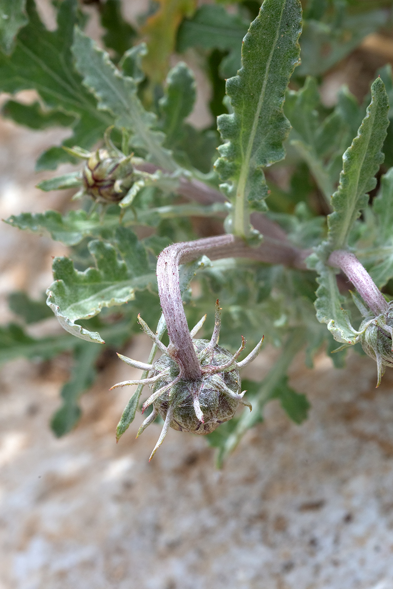 Изображение особи Arctotis hybrida.