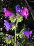 Echium plantagineum