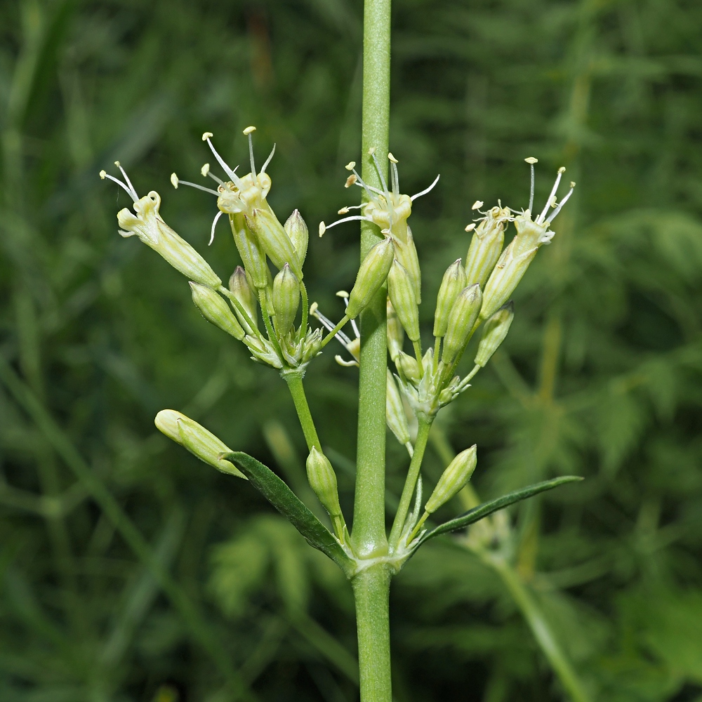 Image of Silene sibirica specimen.