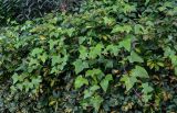 genus Hedera