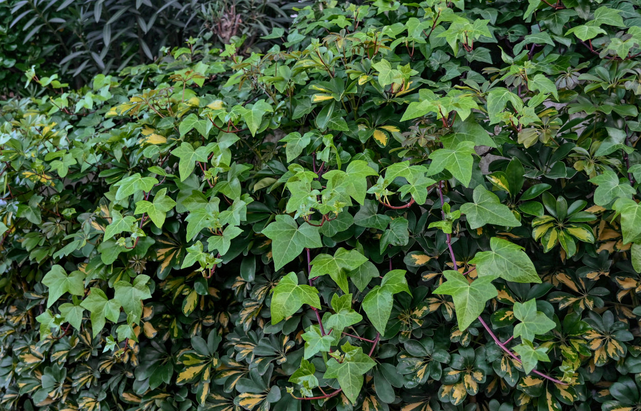 Image of genus Hedera specimen.