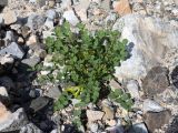 Astragalus nuratensis