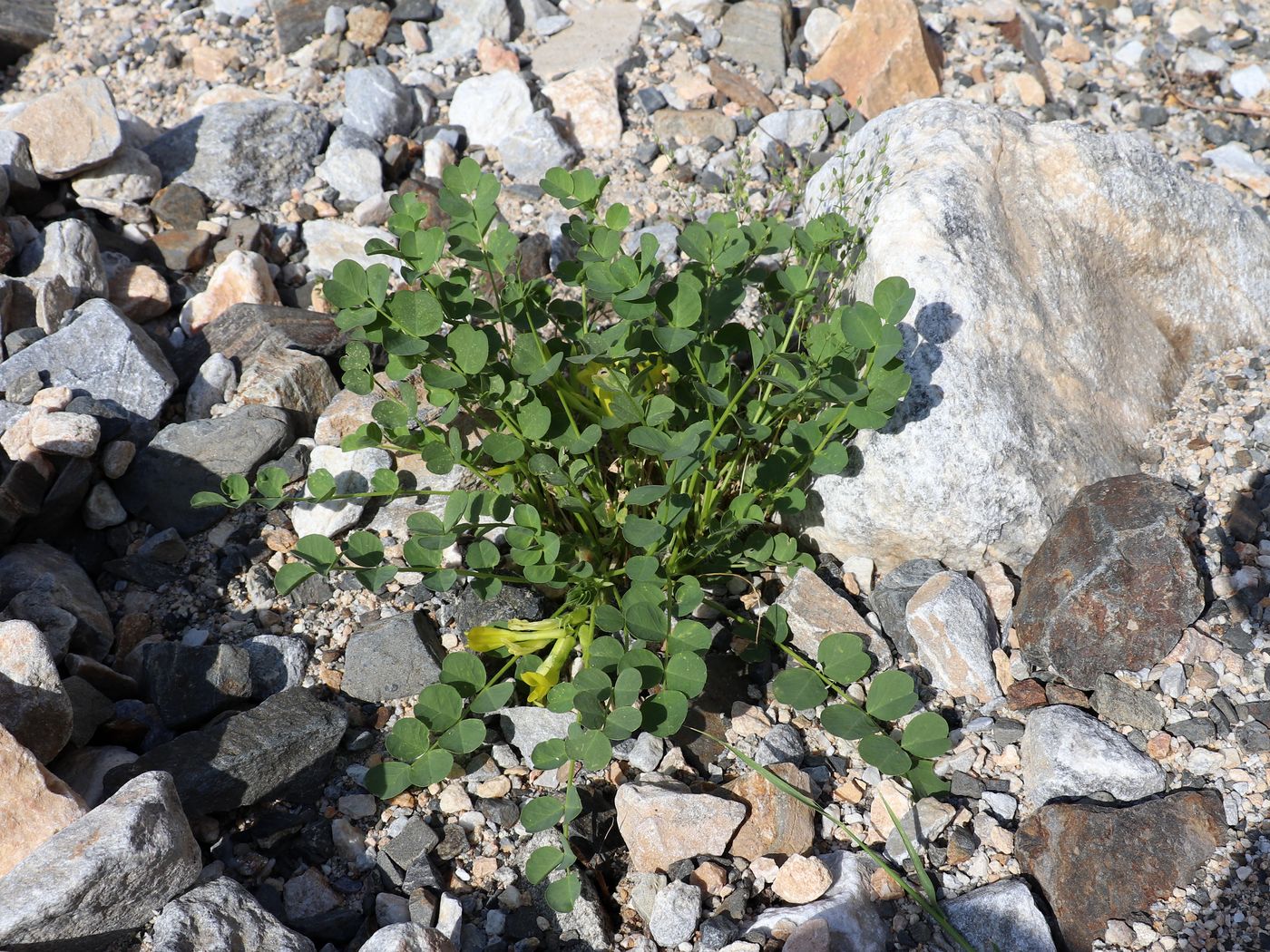 Изображение особи Astragalus nuratensis.