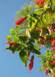 Malvaviscus penduliflorus