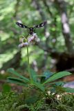 Chimaphila umbellata