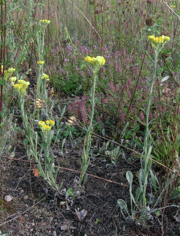 Изображение особи Helichrysum arenarium.