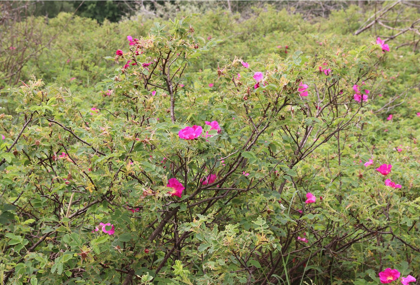 Image of Rosa × majorugosa specimen.