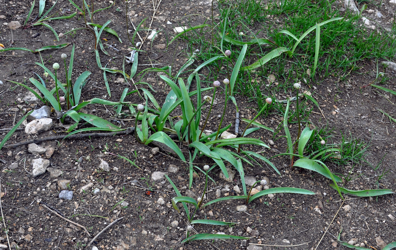 Image of Allium tulipifolium specimen.