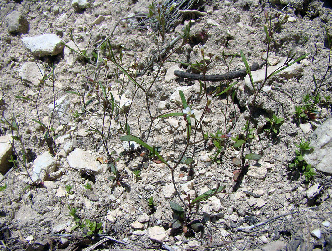 Image of Dichasianthus subtilissimus specimen.