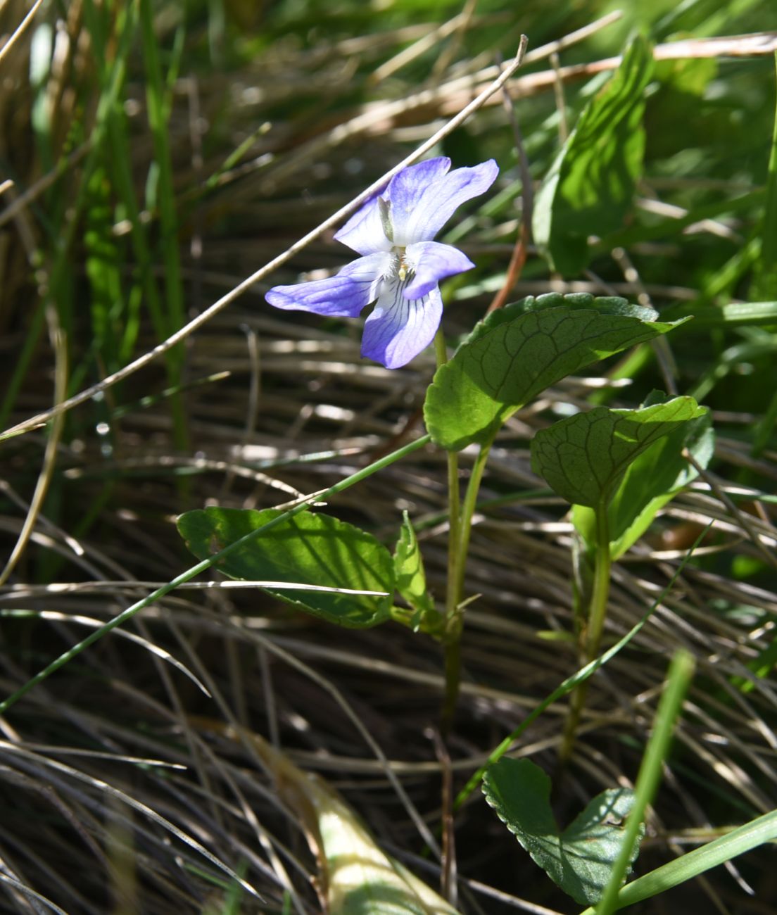 Image of genus Viola specimen.
