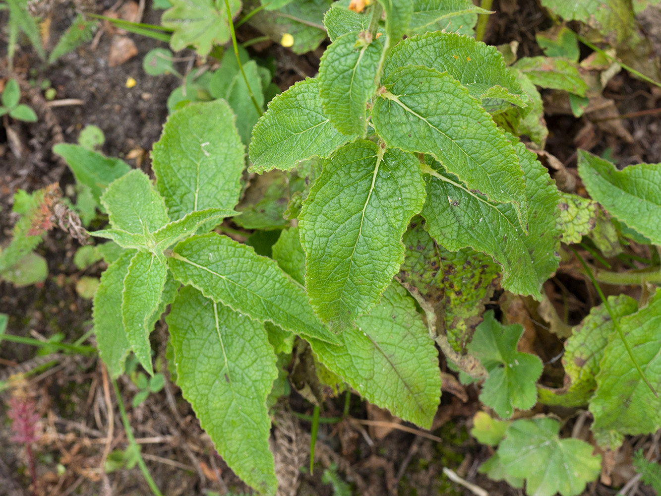 Изображение особи Verbascum wilhelmsianum.