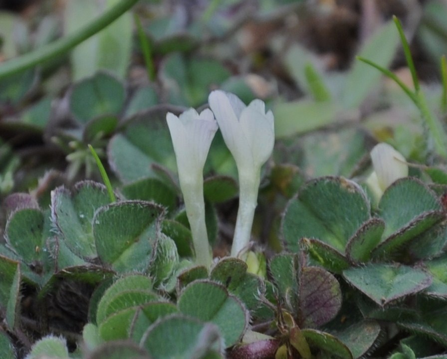 Image of Trifolium subterraneum specimen.