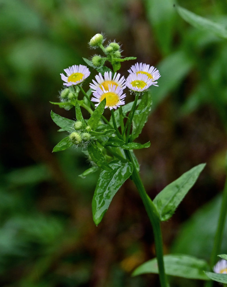 Image of Erigeron strigosus specimen.