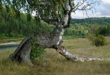 Betula pendula