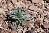 Arnebia guttata