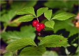 Rubus saxatilis