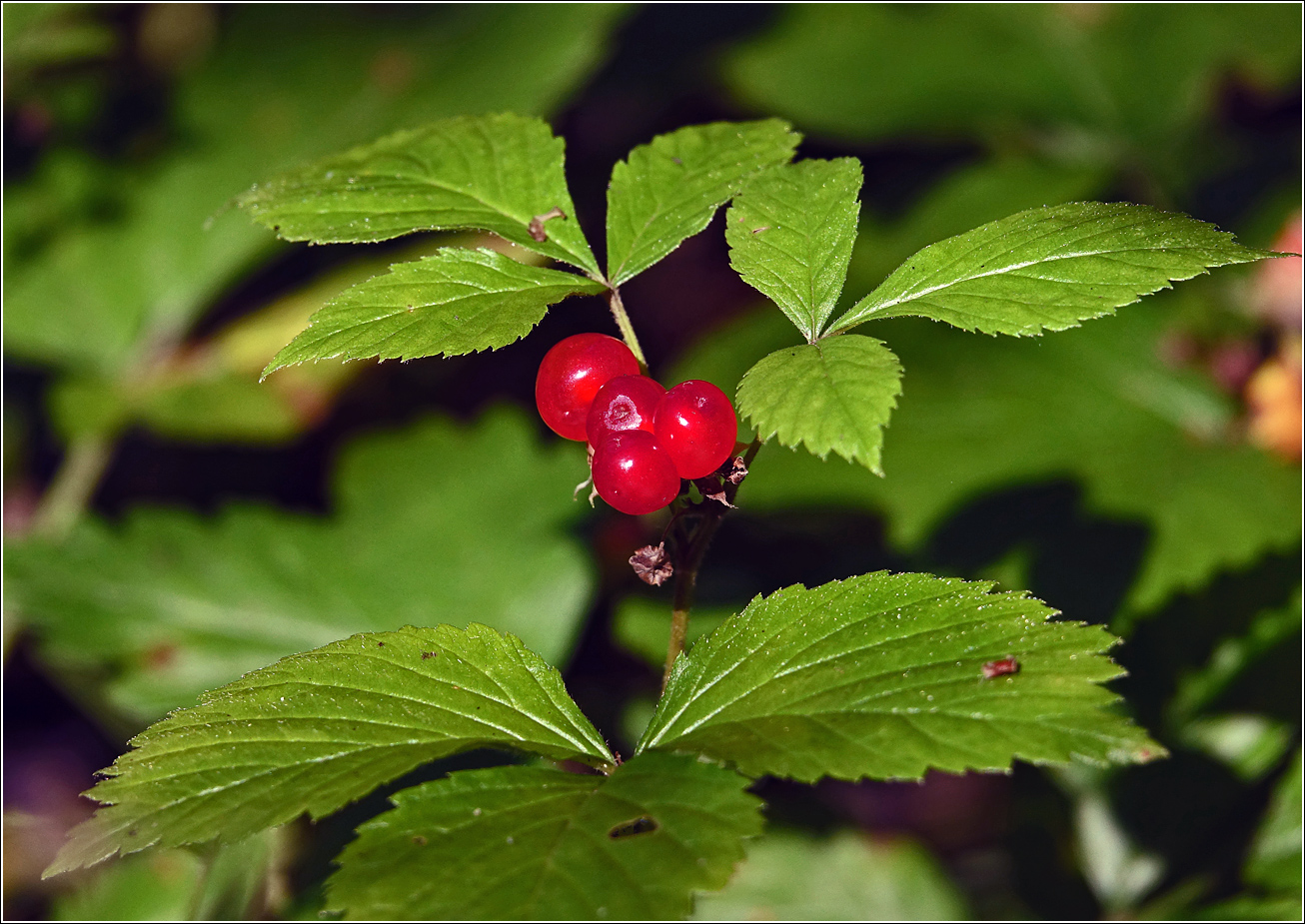 Image of Rubus saxatilis specimen.