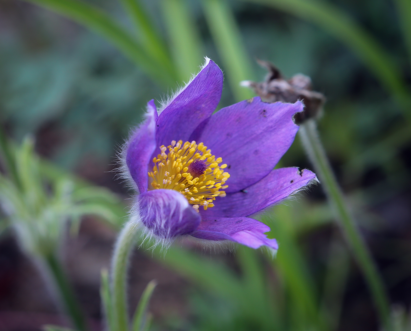 Изображение особи Pulsatilla patens.