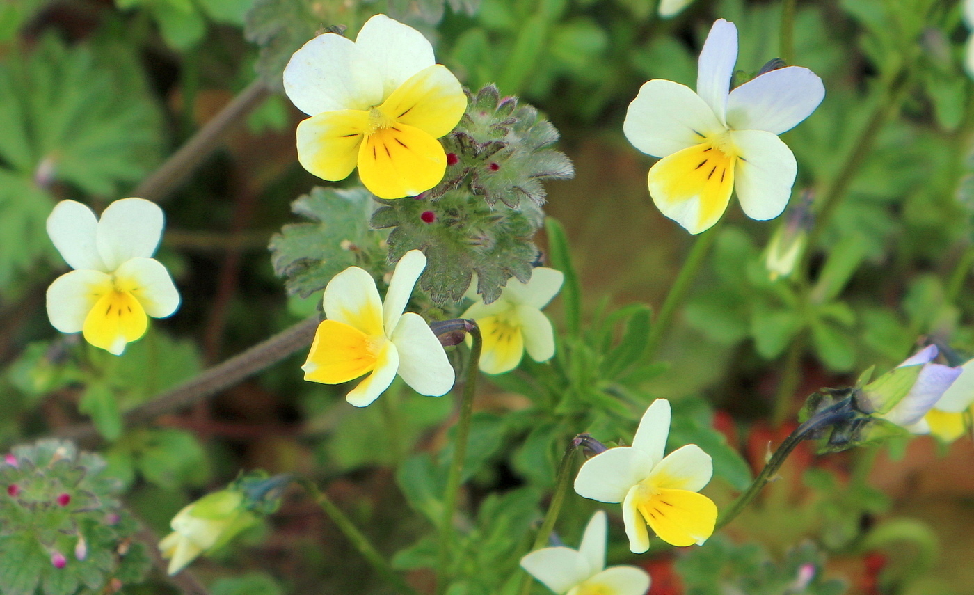 Image of Viola hymettia specimen.