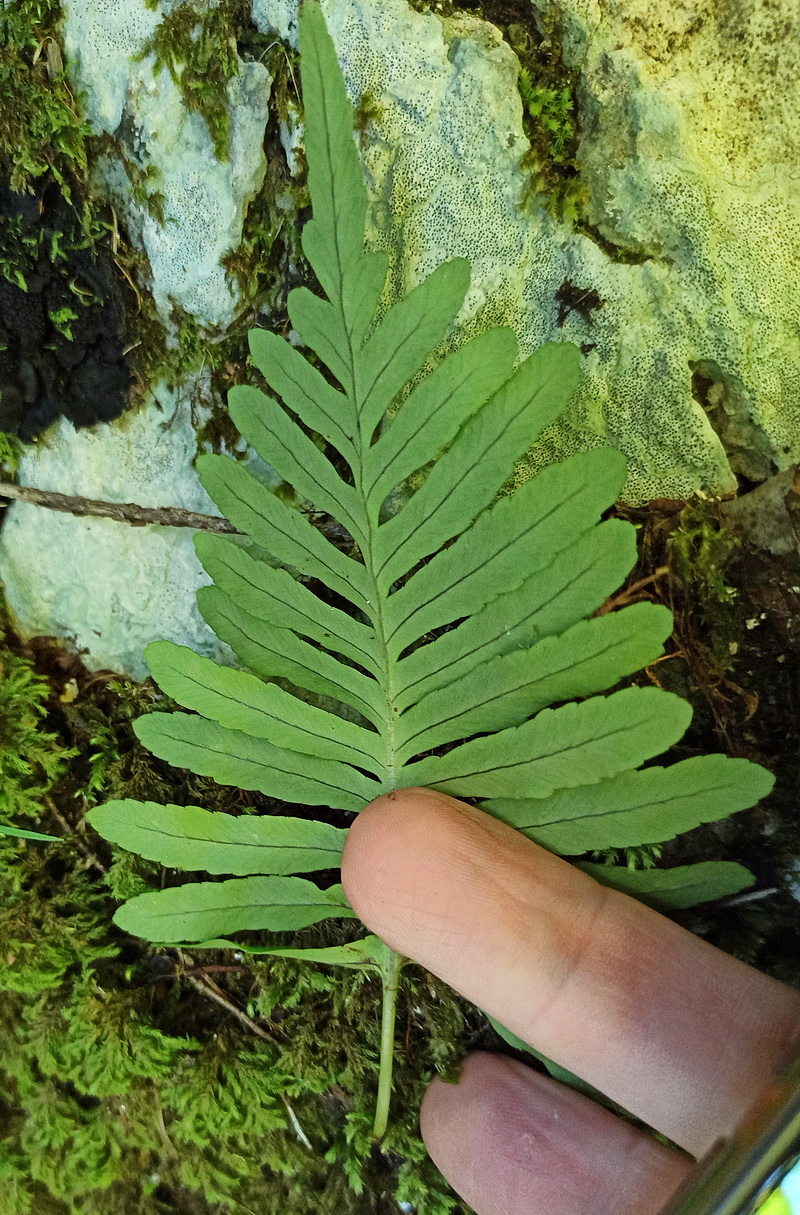 Image of genus Polypodium specimen.