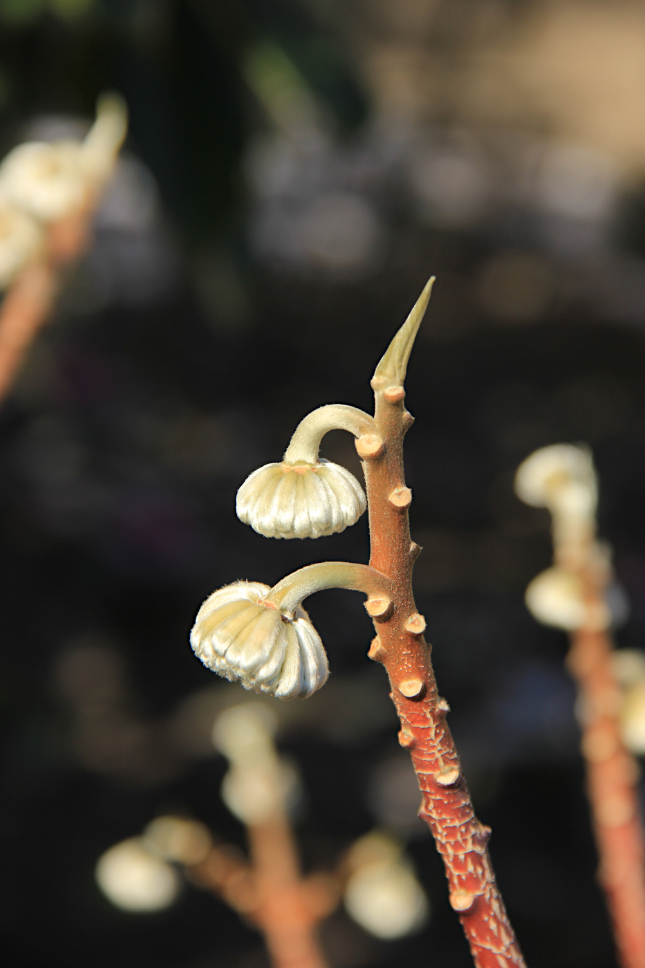 Image of Edgeworthia chrysantha specimen.