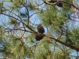 Pinus eldarica