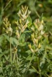Astragalus albicaulis. Верхушка цветущего растения. Ростовская обл., Усть-Донецкий р-н, окр. станицы Раздорская, степной склон. 09.05.2025.