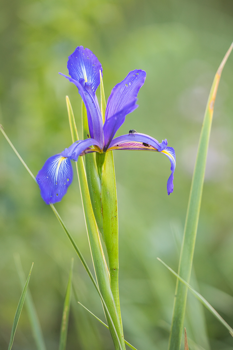 Image of Iris notha specimen.