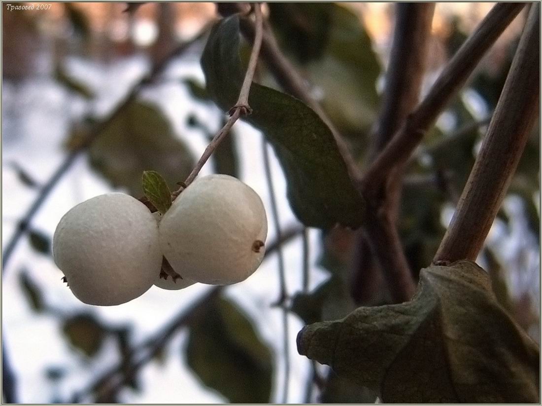 Image of Symphoricarpos albus var. laevigatus specimen.