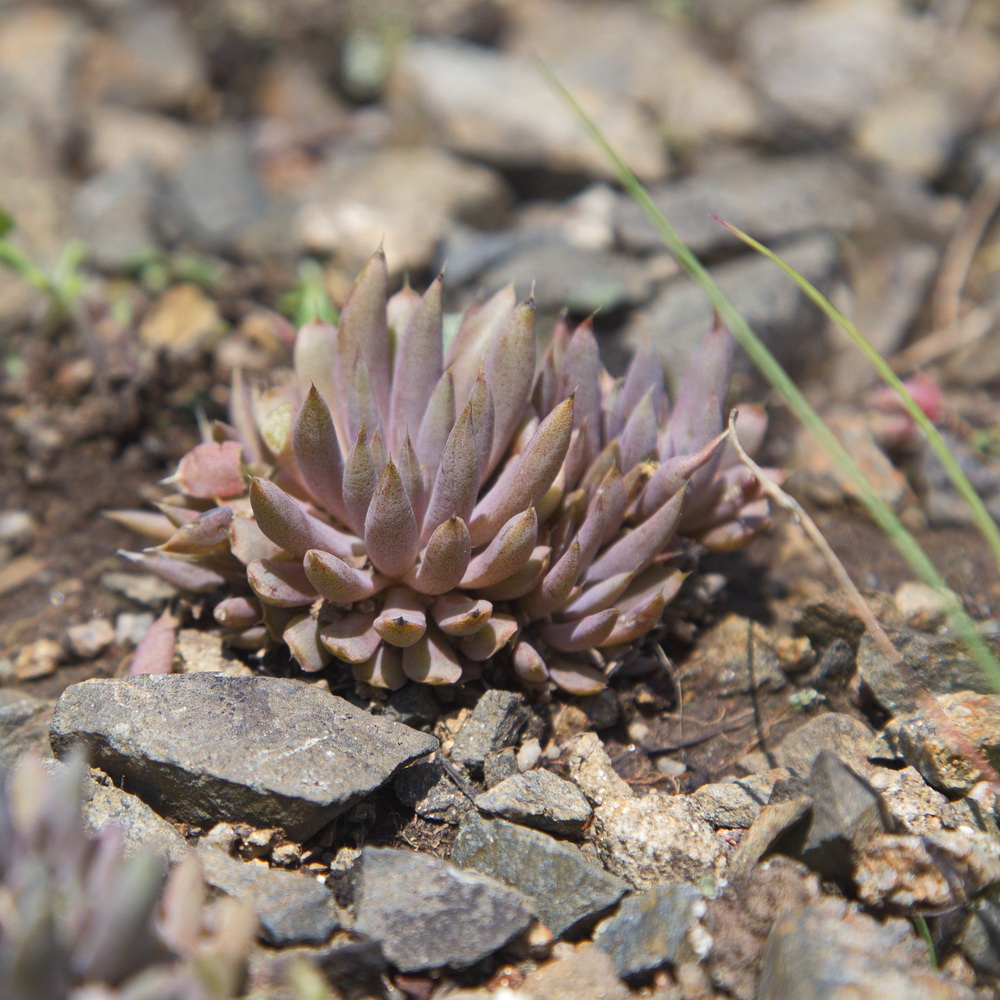 Image of Orostachys erubescens specimen.