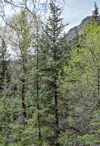 Picea meyeri. Верхушки взрослых деревьев. Китай, пров. Ганьсу, хр. Циляньшань, дол. Матисы, ≈ 2600 м н.у.м., смешанный лес. 05.06.2025.