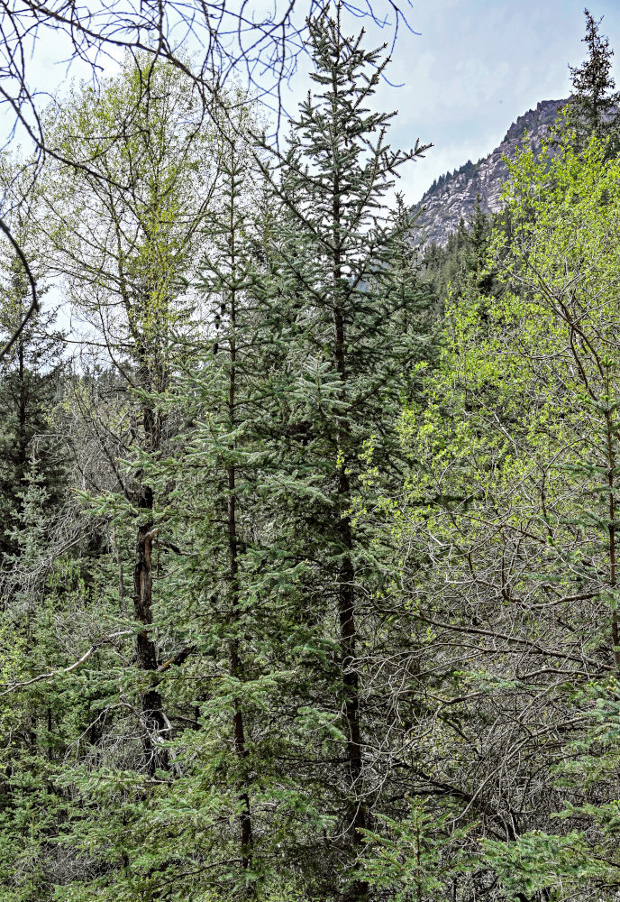 Image of Picea meyeri specimen.