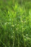 Rubia jesoensis