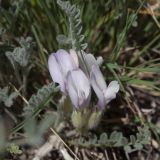 Photo genus Astragalus