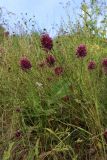 Allium rotundum