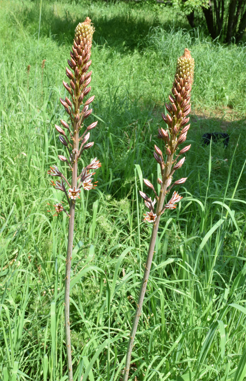 Изображение особи Eremurus regelii.