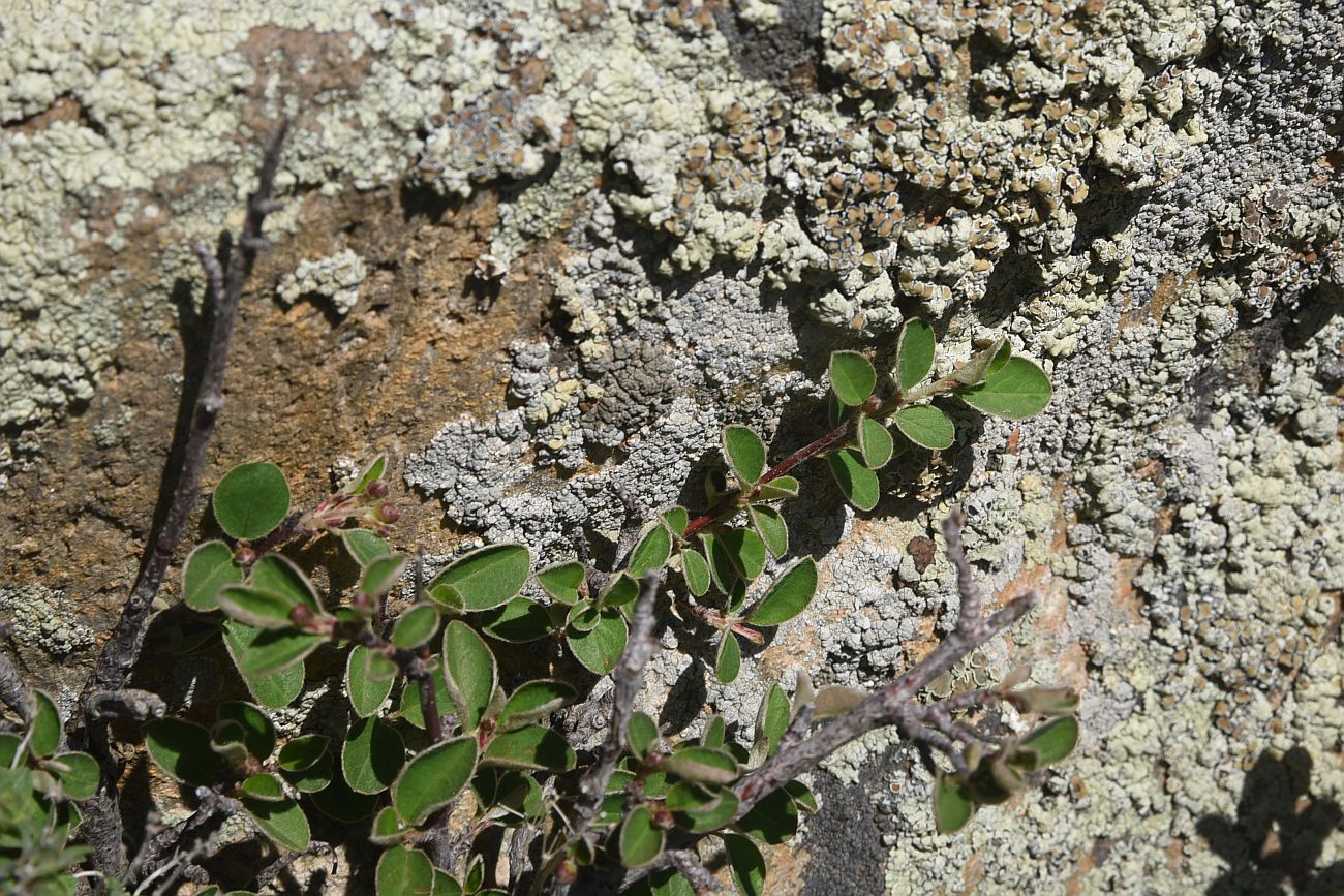 Изображение особи род Cotoneaster.