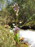 Gentianella turkestanorum. Верхушка цветущего растения. Казахстан, Жамбылская обл., Жуалынский р-н, запов. \"Аксу-Джабаглы\"; Таласский Алатау, ущ. Коксай, ≈ 2200 м н.у.м., берег речки. 16 августа 2025 г.
