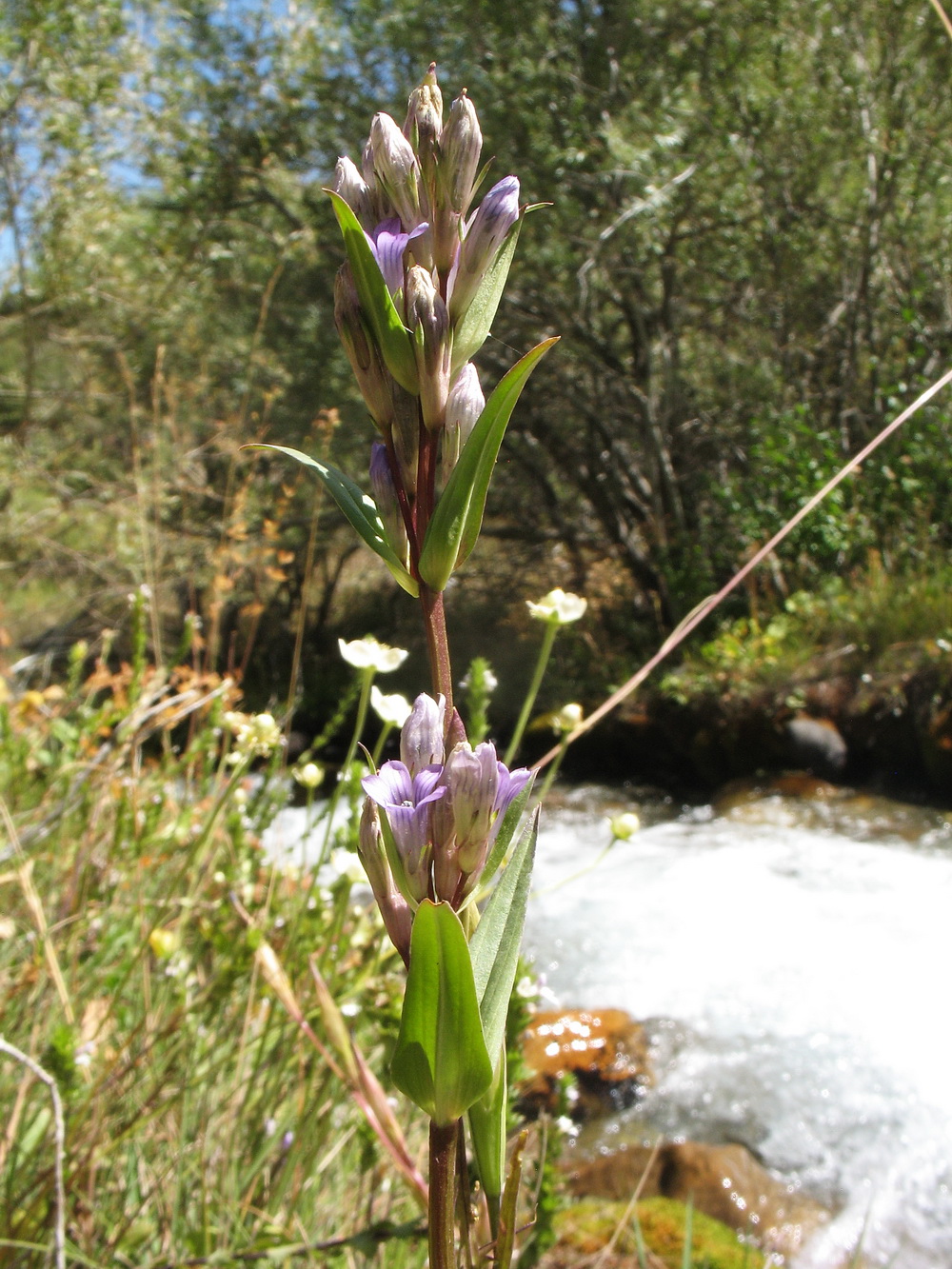 Изображение особи Gentianella turkestanorum.